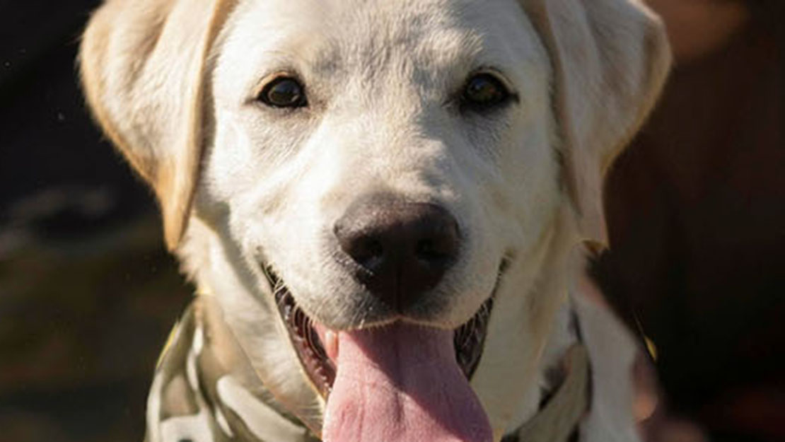 Go to Bravo Zulu House to open dog kennels for training service dogs